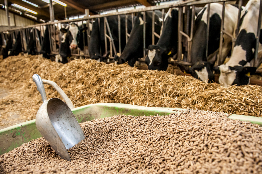 Cattle Feed Mfg